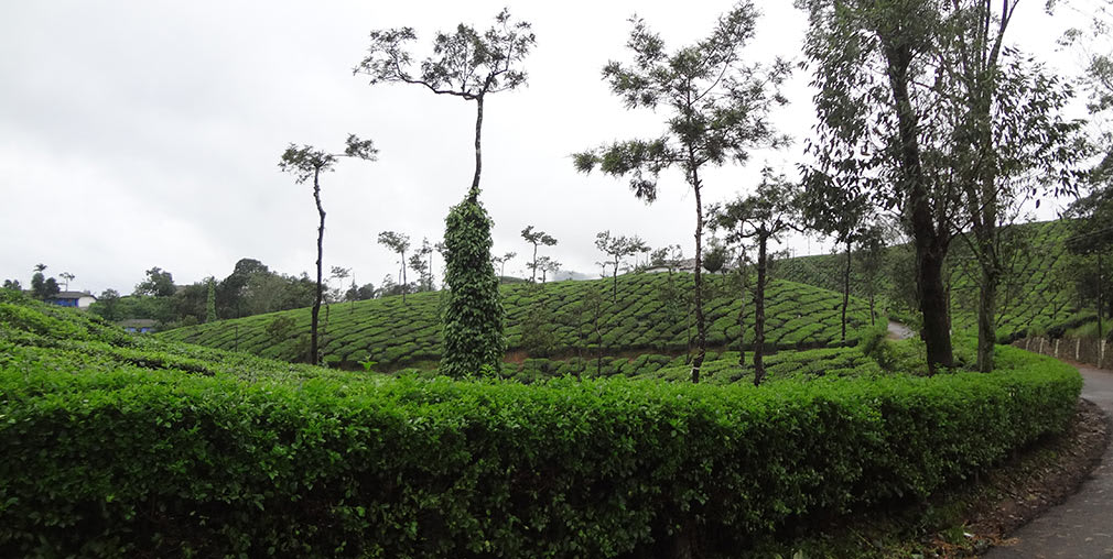 Back_to_tea_plantations_towards_Valparai